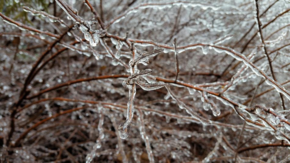 Nature Frost Winter