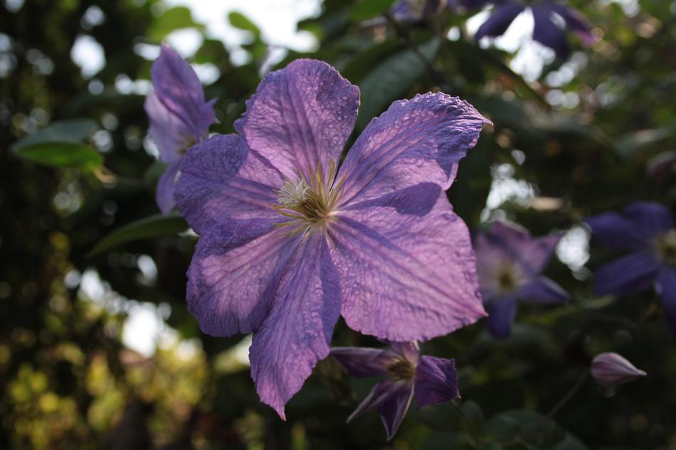 Flower Violet Nature