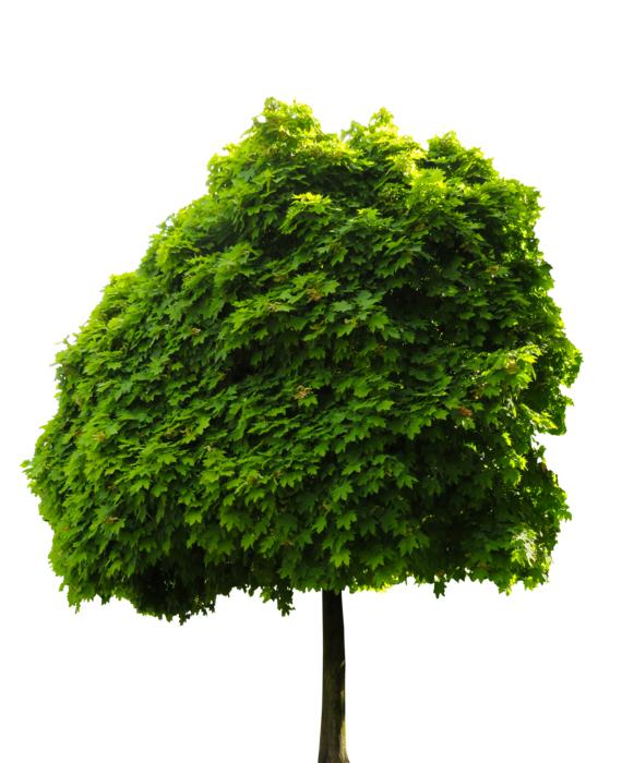 Nature Tree Chestnut