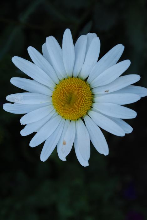 Nature Plant
