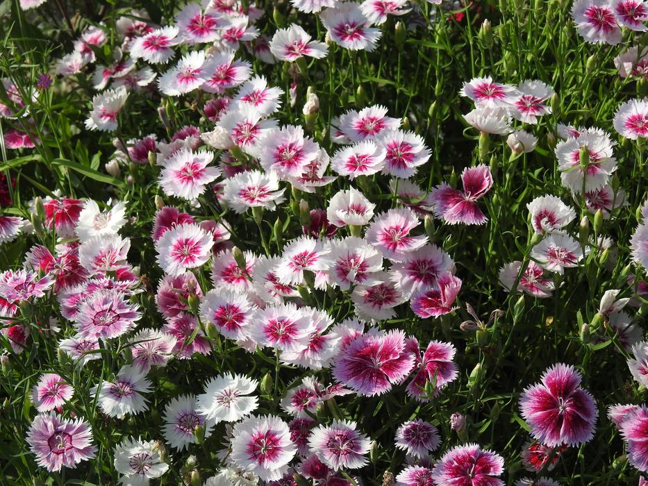 Flower Flora Floral