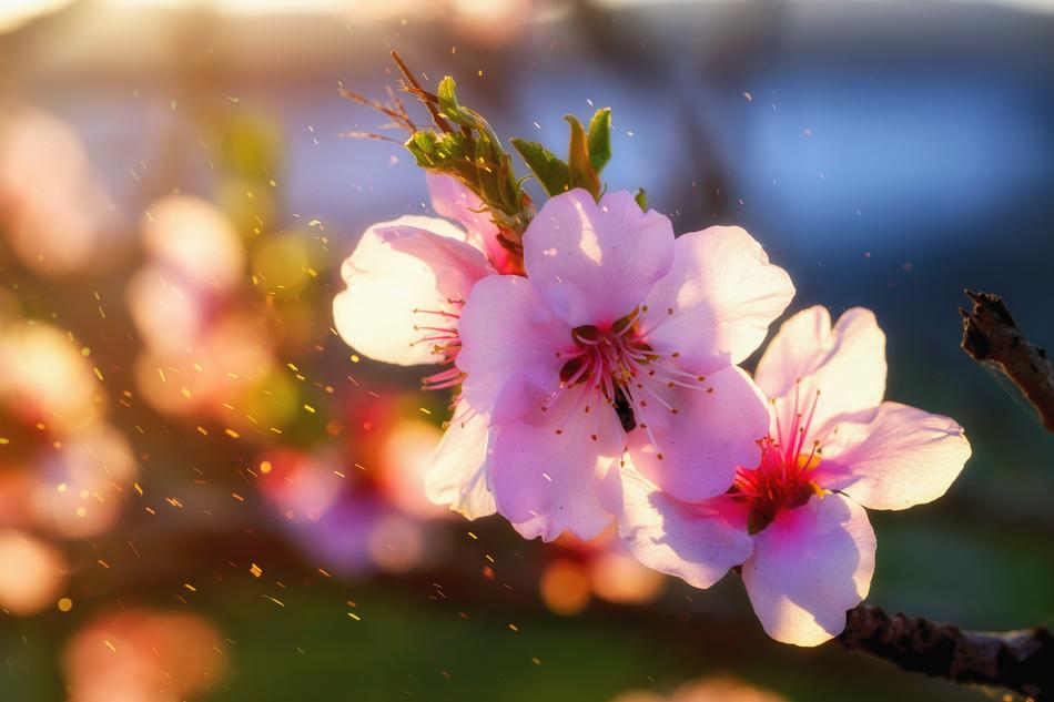 Flower Blossom Bloom Almond