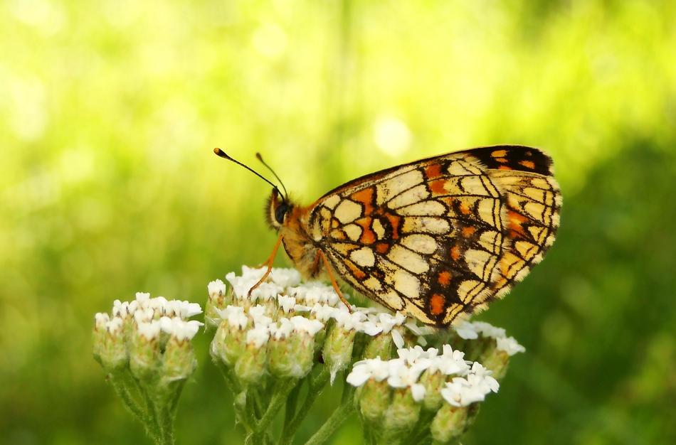 Nature Butterfly Day Insect