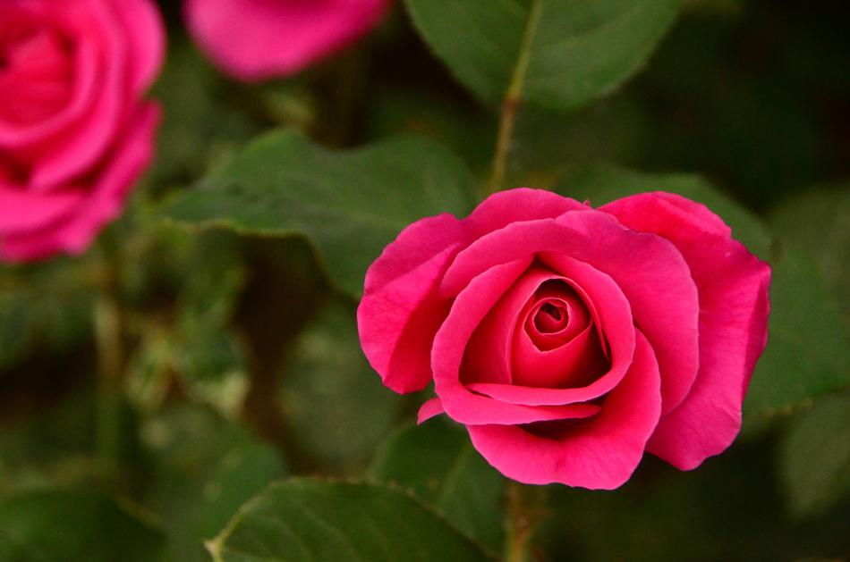 Rose Flower Petal
