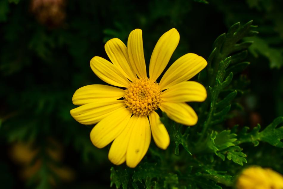 Nature Plant Flower