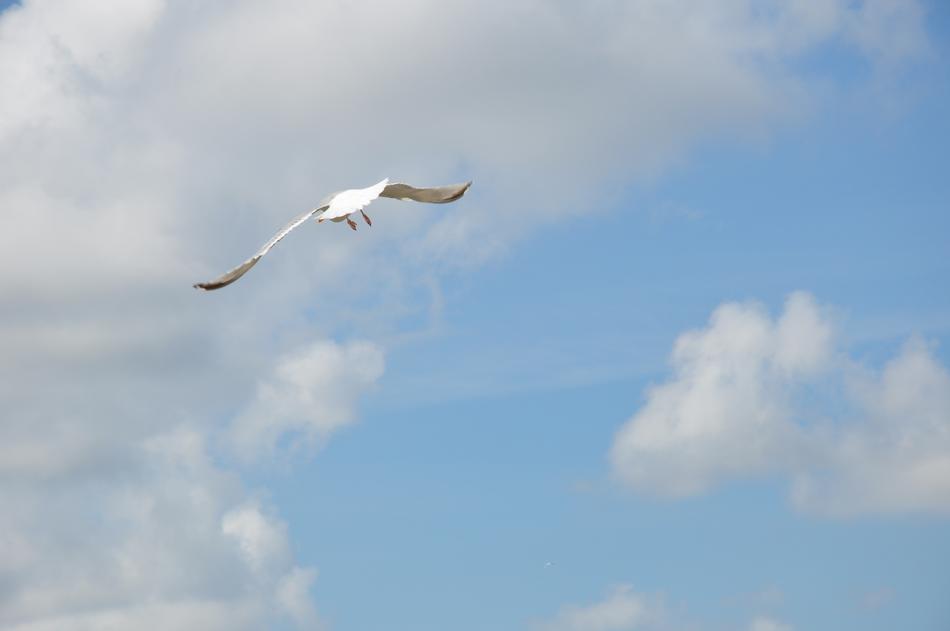 Flight Sky Air