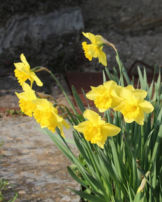 Daffodil Daffodils Spring