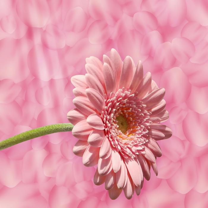 Background Texture Flower Petals