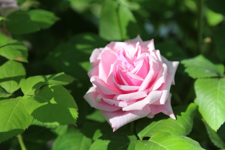 pink flower in the leaves