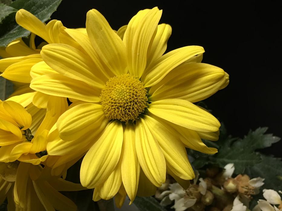Yellow Flower Petals