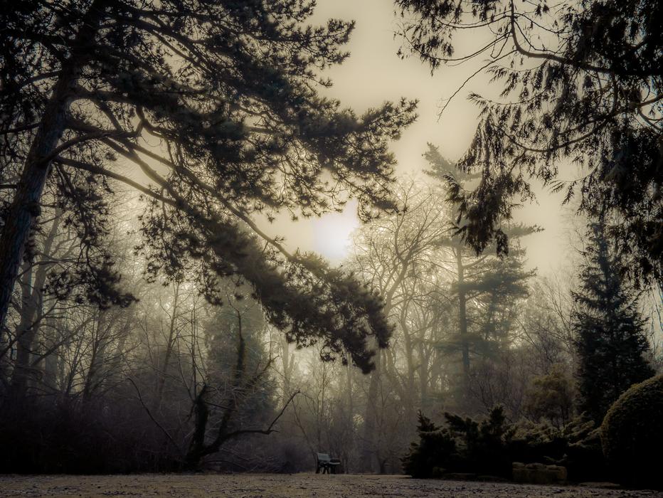 Tree Nature Landscape