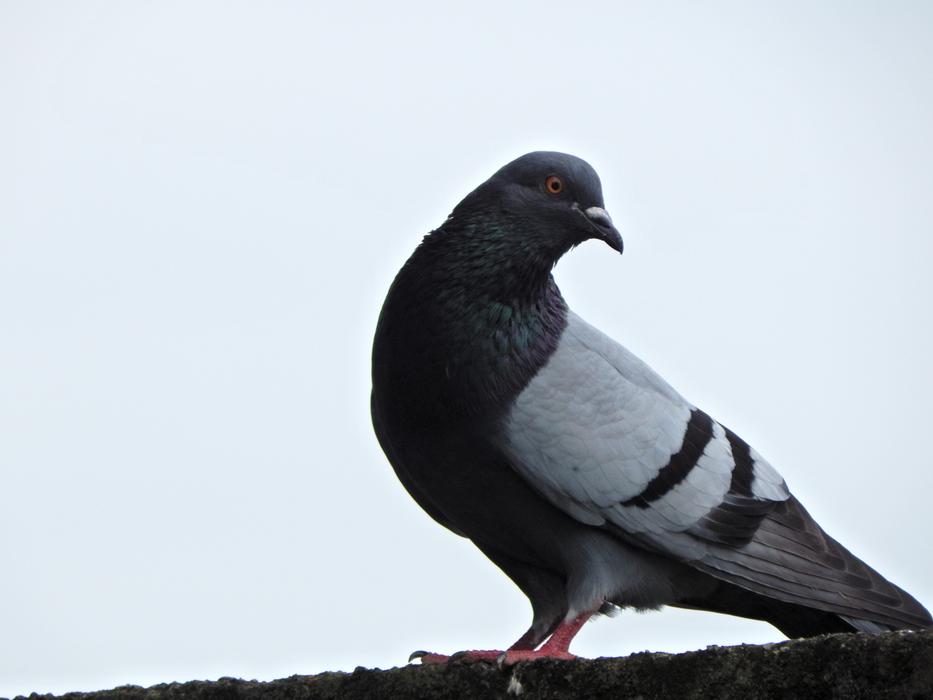 Birds Nature Wild