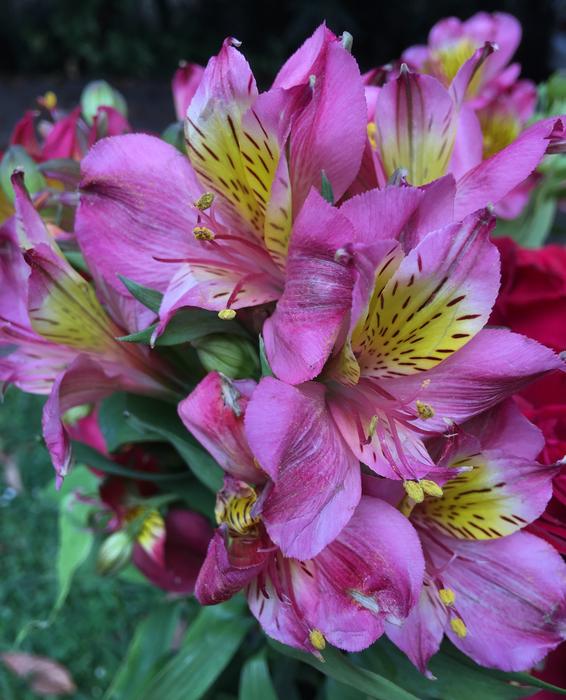 Pink Petals Flower Spring