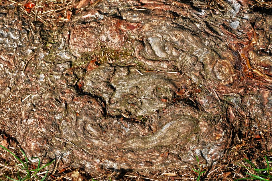 Root Wood Structure