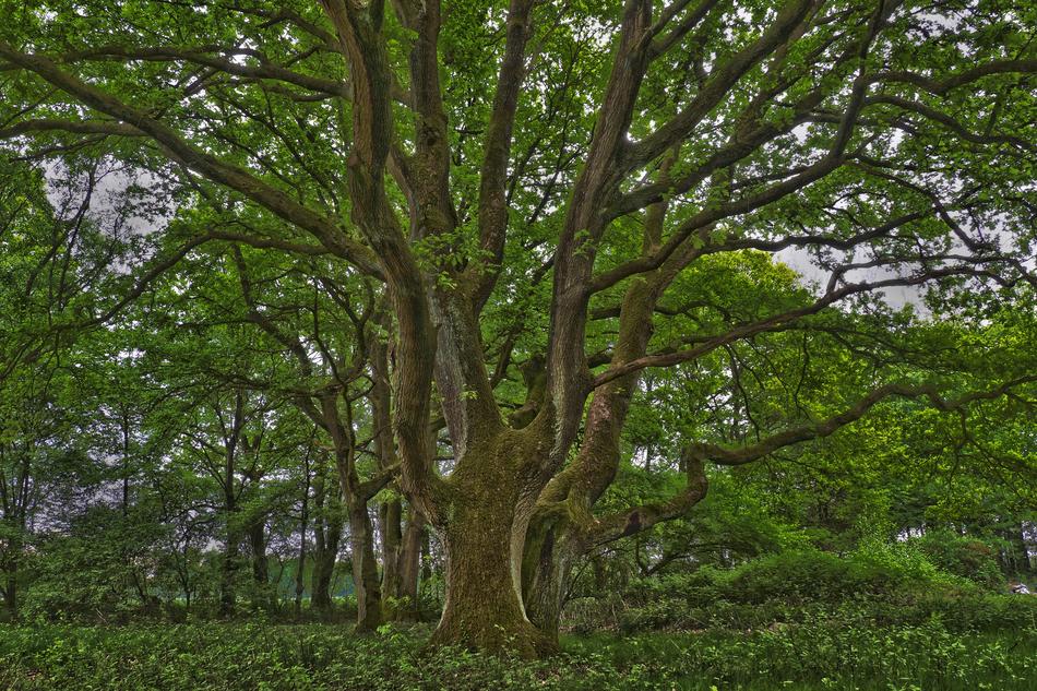 Tree Nature Landscape