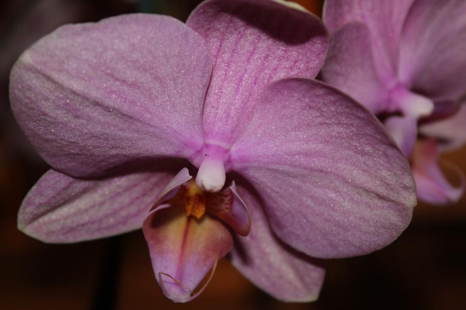 Flower Flora Petal