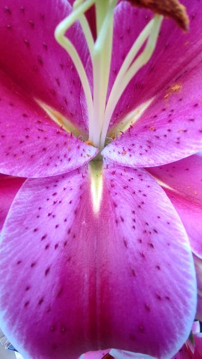 pink flower in dots