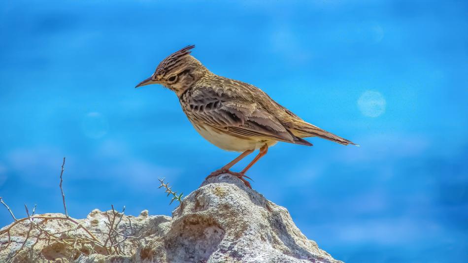 Lark Nature Wildlife