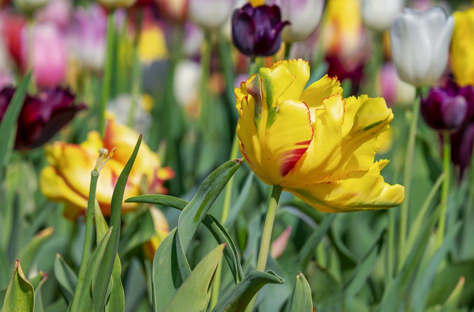 Tulip Blossom Bloom Three