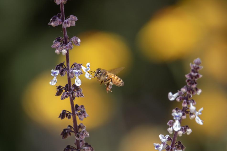 Bee Flower Nature