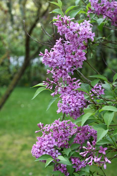 Lilac Flower Nature