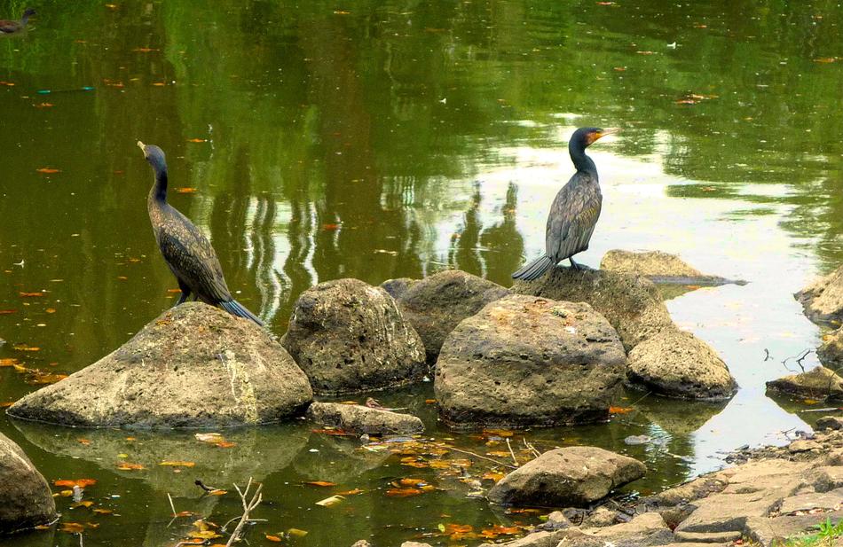 Great cormorant in the lake on the stone