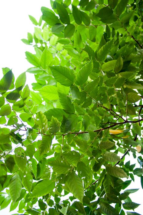 Leaf Flora Growth
