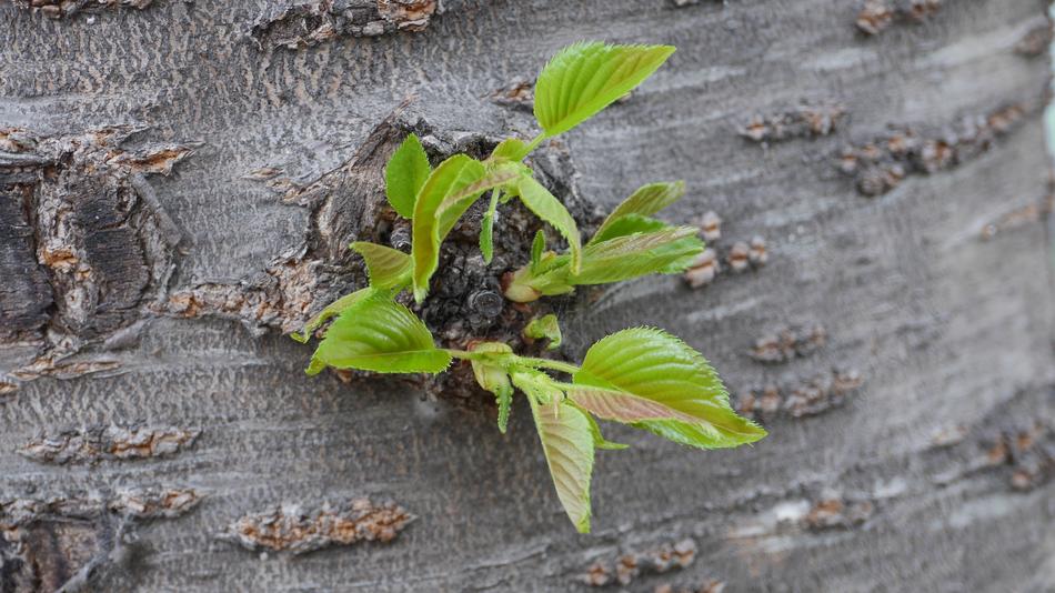 Leaf Plants Nature