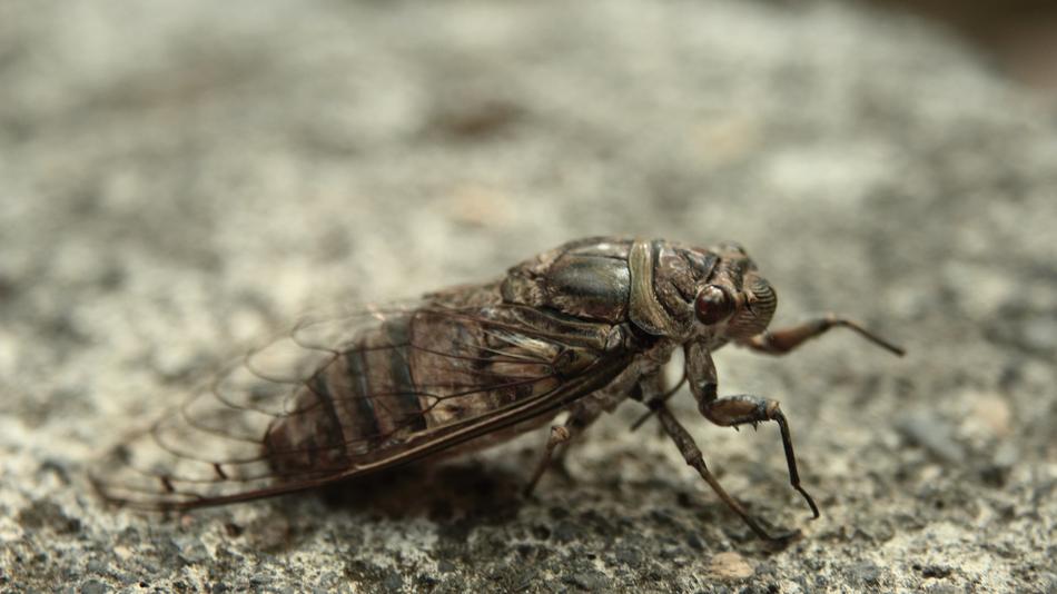 Nature Insect Animalia Wild