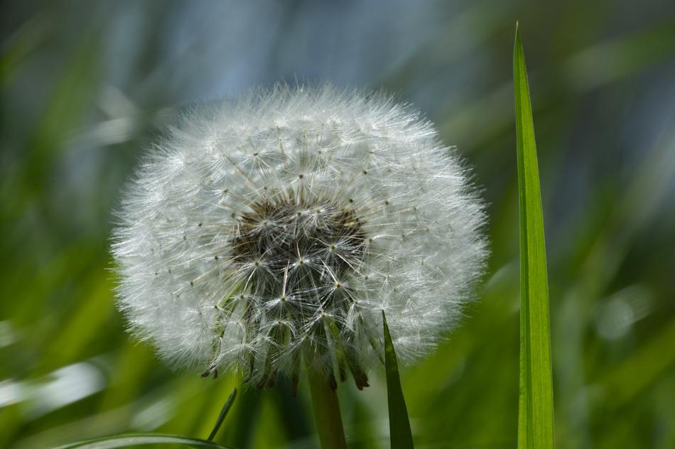 Dandelion Nature Plant