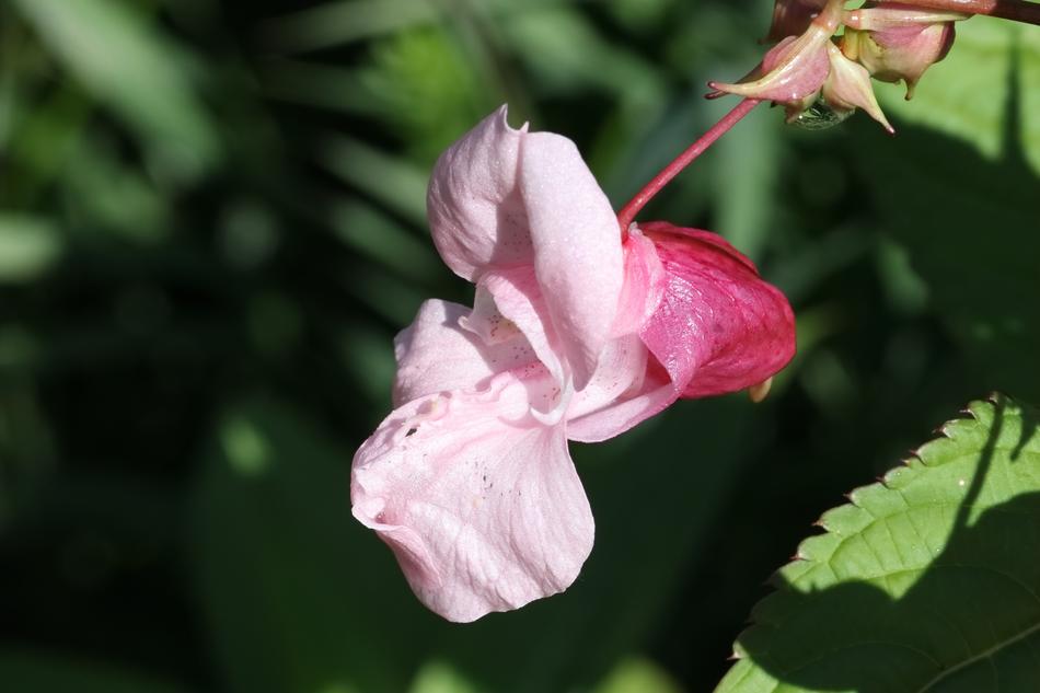 Impatiens Orchid Flower