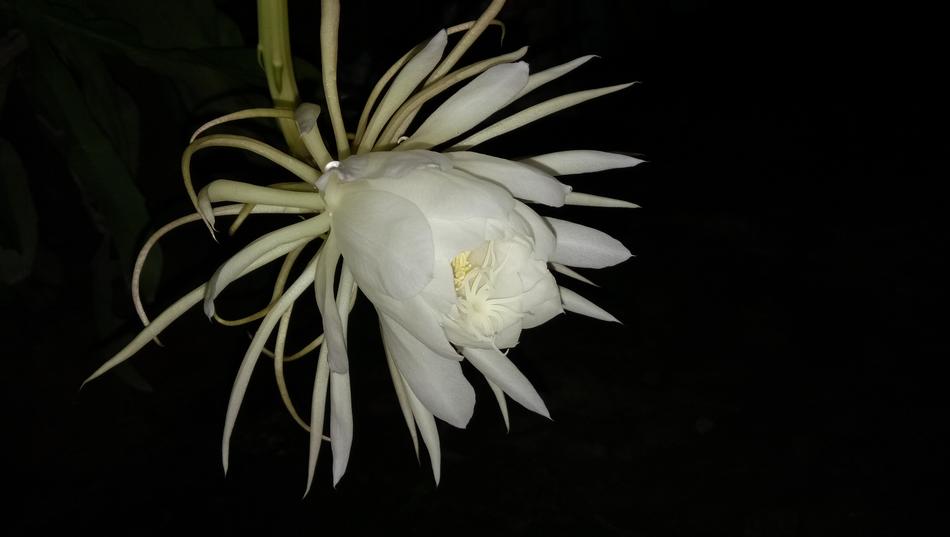 Nature Flora Flower