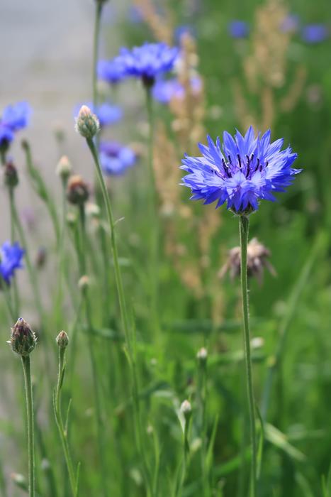 Natural Flowers Field