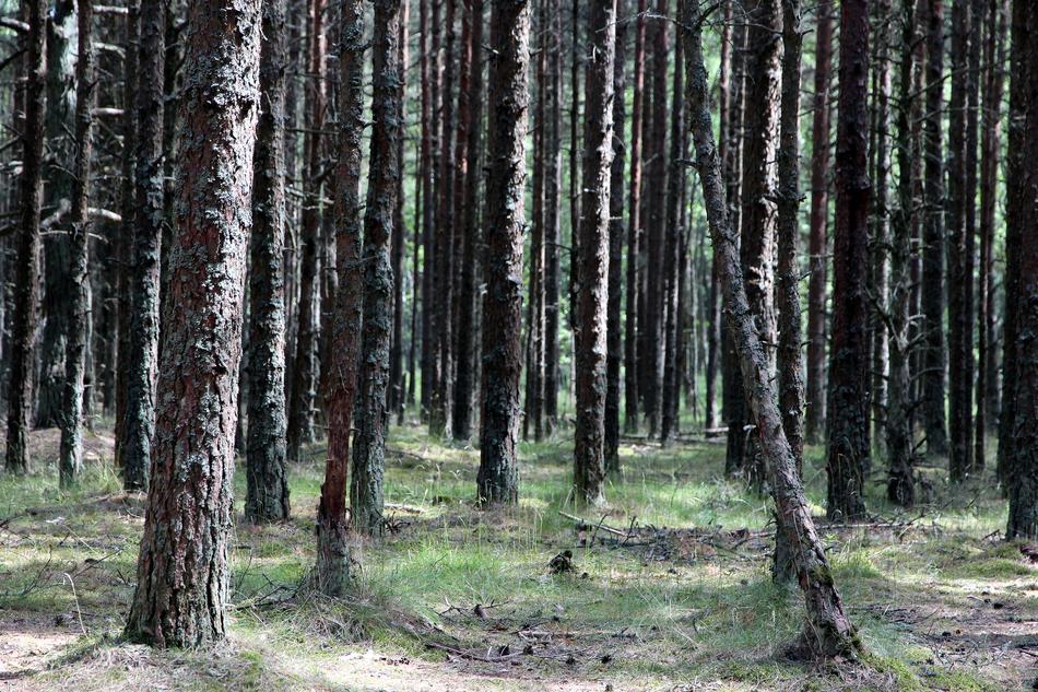 Forest Trunks Trees Tree