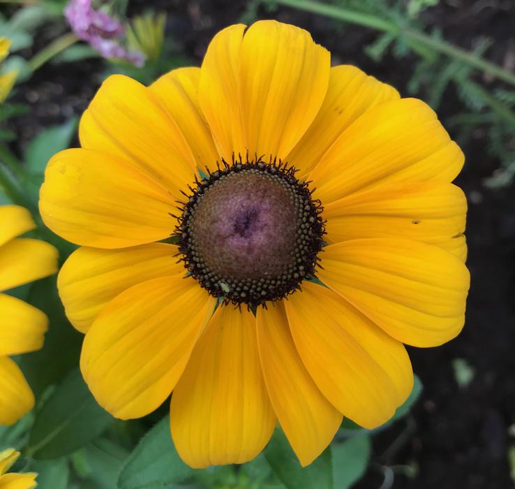 Flower Summer Nature