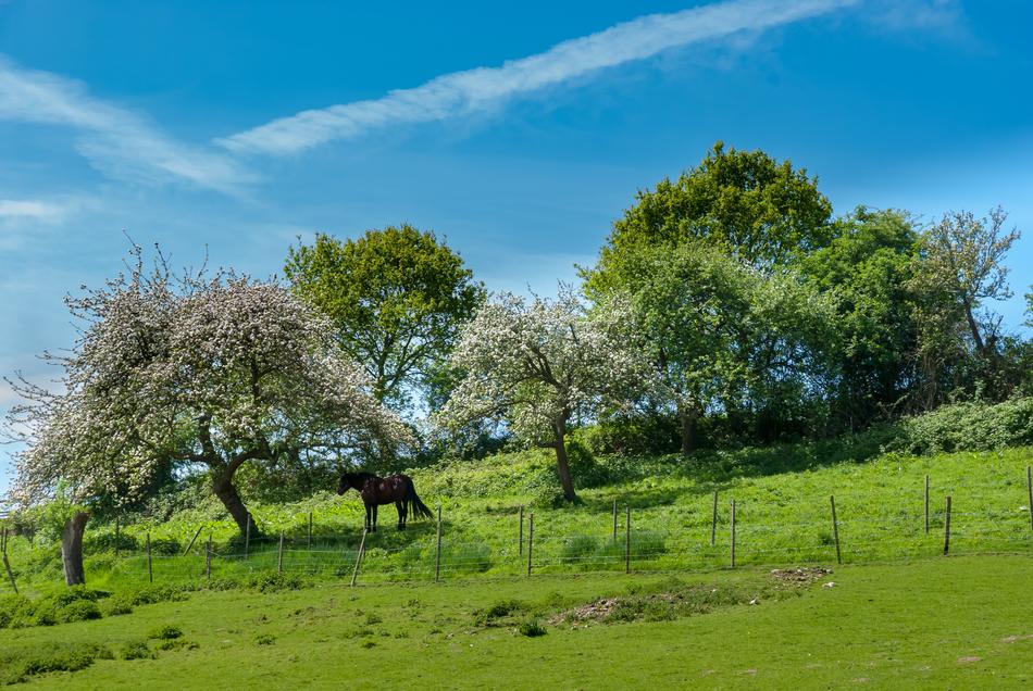 Tree Lawn Nature