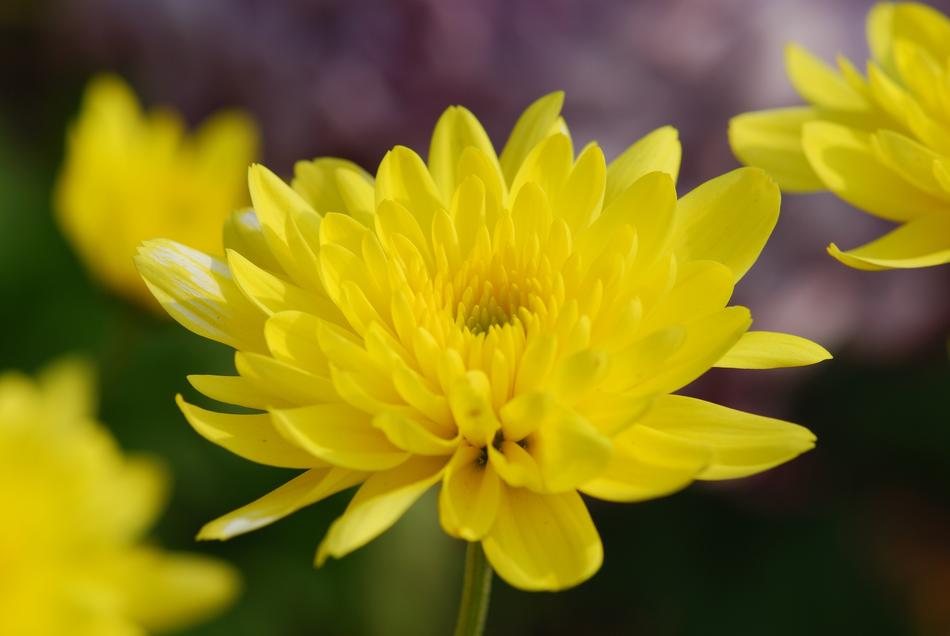 the yellow flower is a beautiful little flower