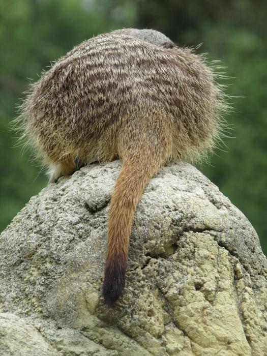 Nature Animal World
