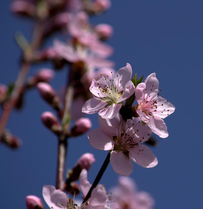 Flower Pink Fruit Tree