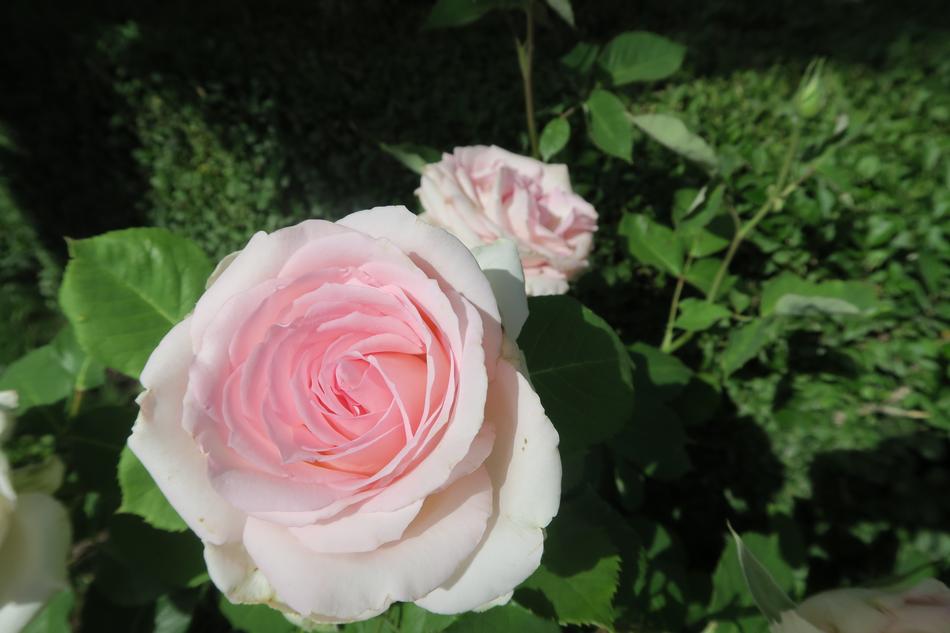 Flower Rose nature macro