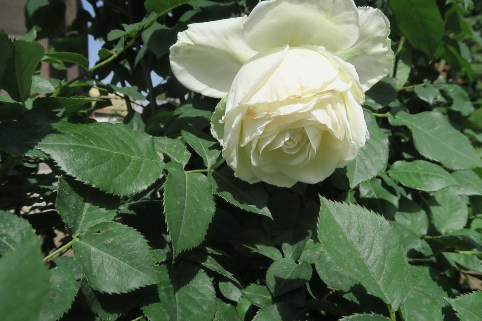 White Rose Flower