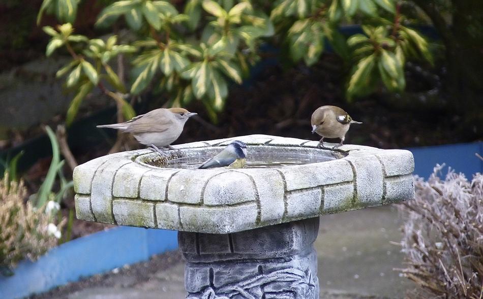 Nature Bird Garden