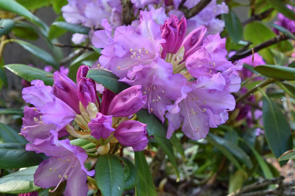 pink flowers in raindrops in the garden.