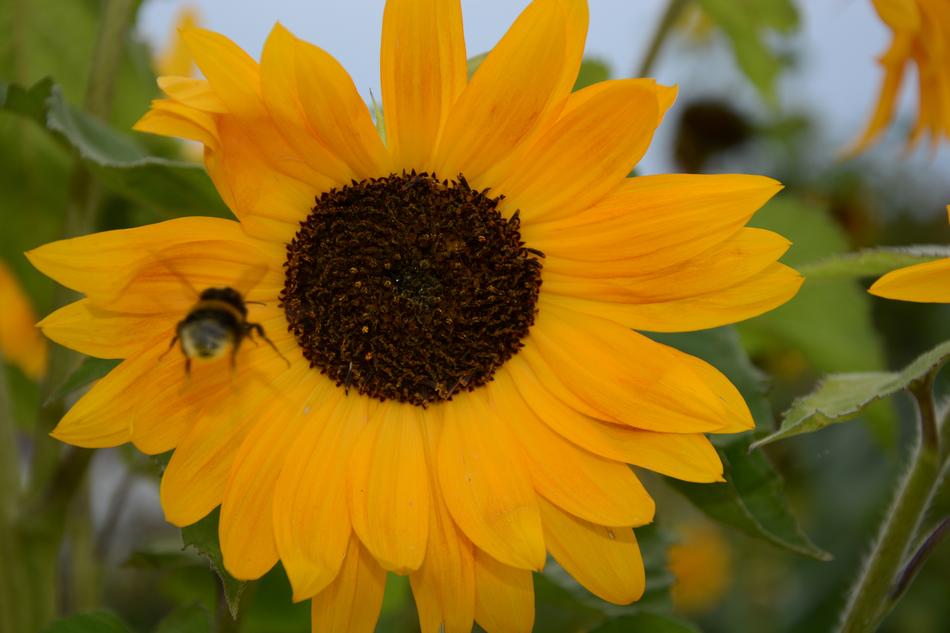 Nature Plant Flower