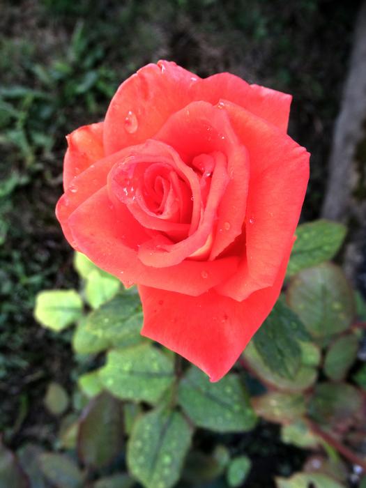 Flower Rose