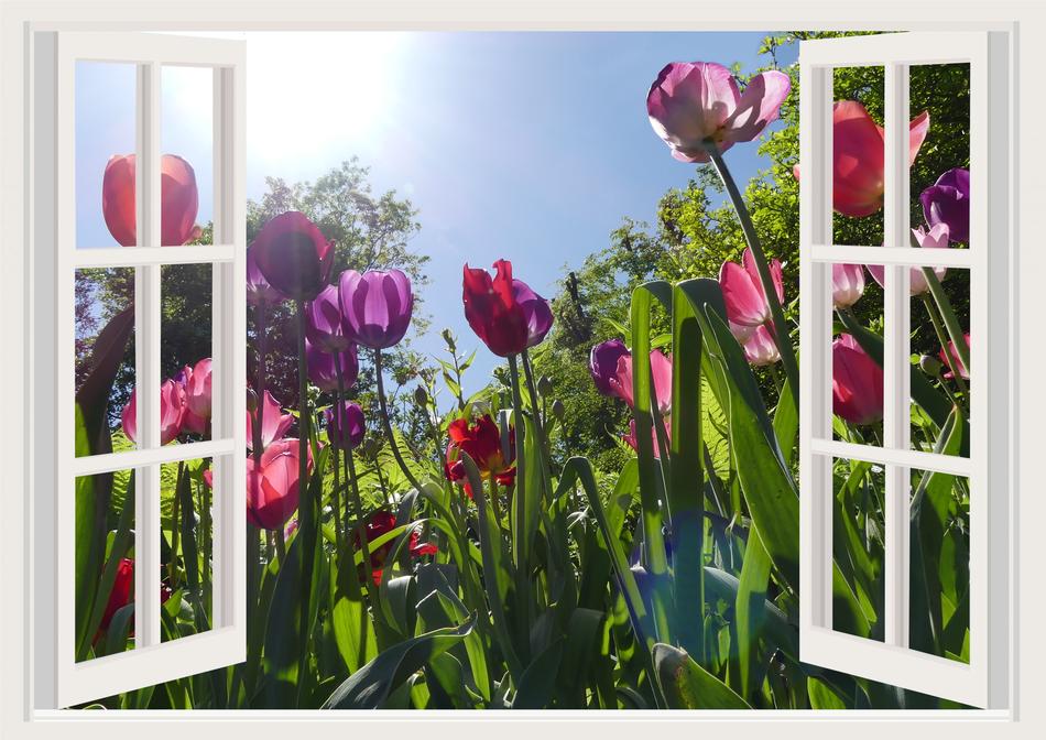 Tulips Flowers Plant