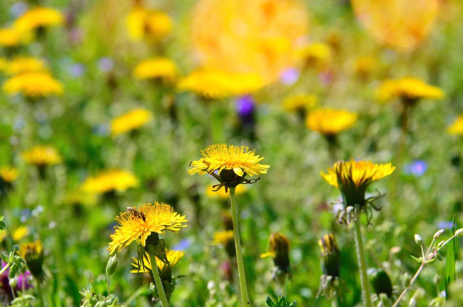 Nature Plant Flower