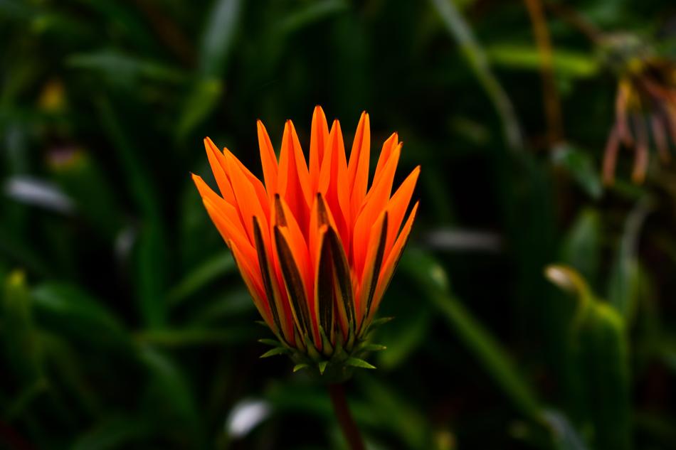 Flower Plant Nature