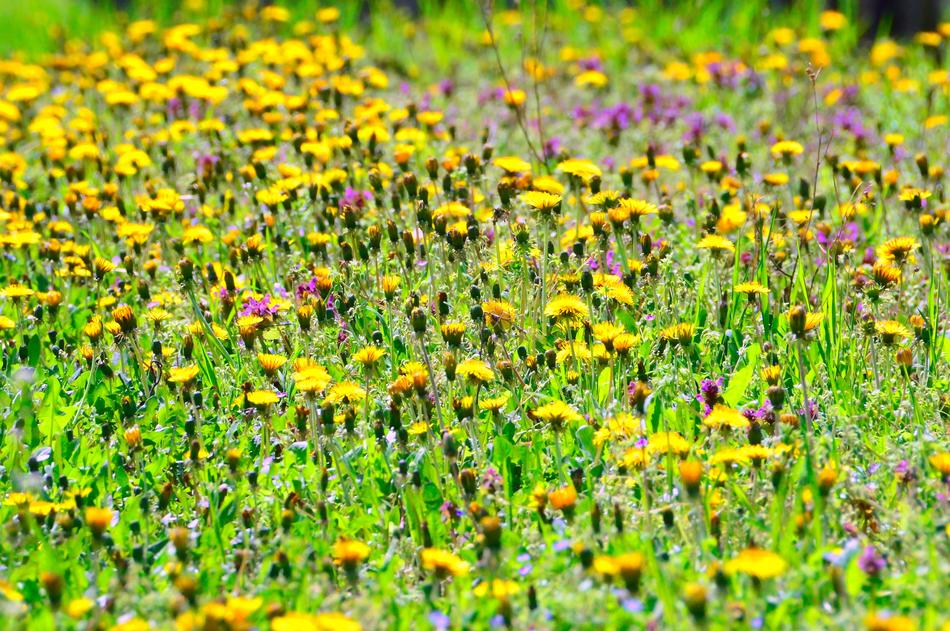 green grass with yellow flowers in the field