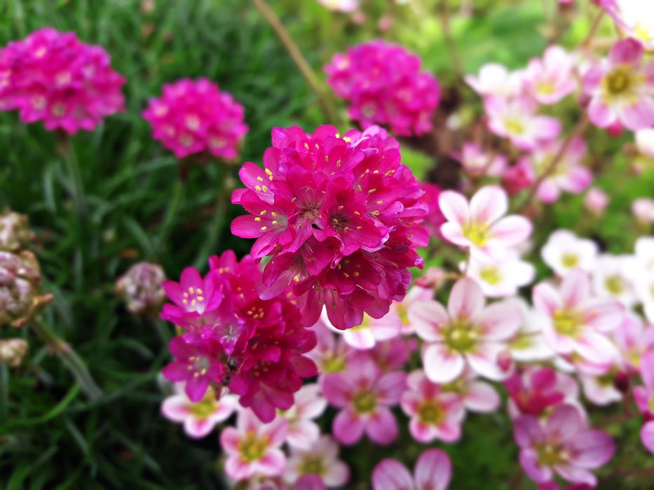 Flower Nature Plant